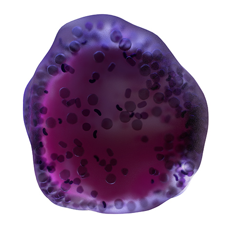 A Blast cell. Semi-translucent, showing both outer and inner structures. Purple colour.