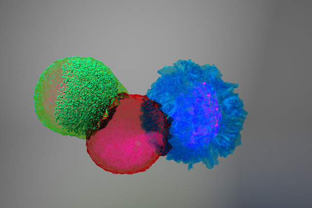 The image depicts three approaching, or kissing, immune cells (green, red, and blue).