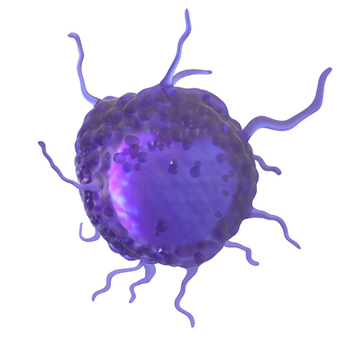 MASTOCYTE. Semi-translucent, showing both outer and inner structures.