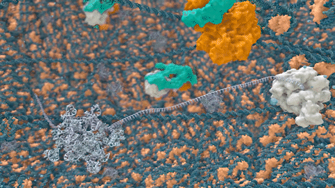 RNA transcription elongation