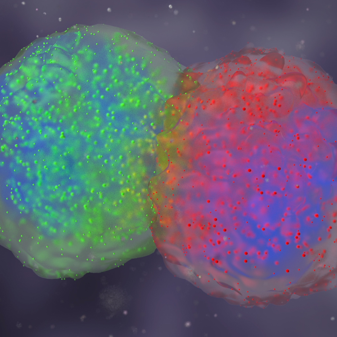 About biolution: kissing cells image